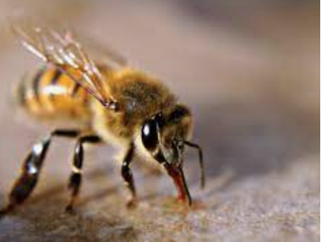 Just what Are European Honey Bees?